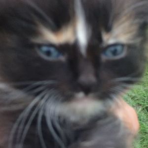 Meet your Posher, Abbie